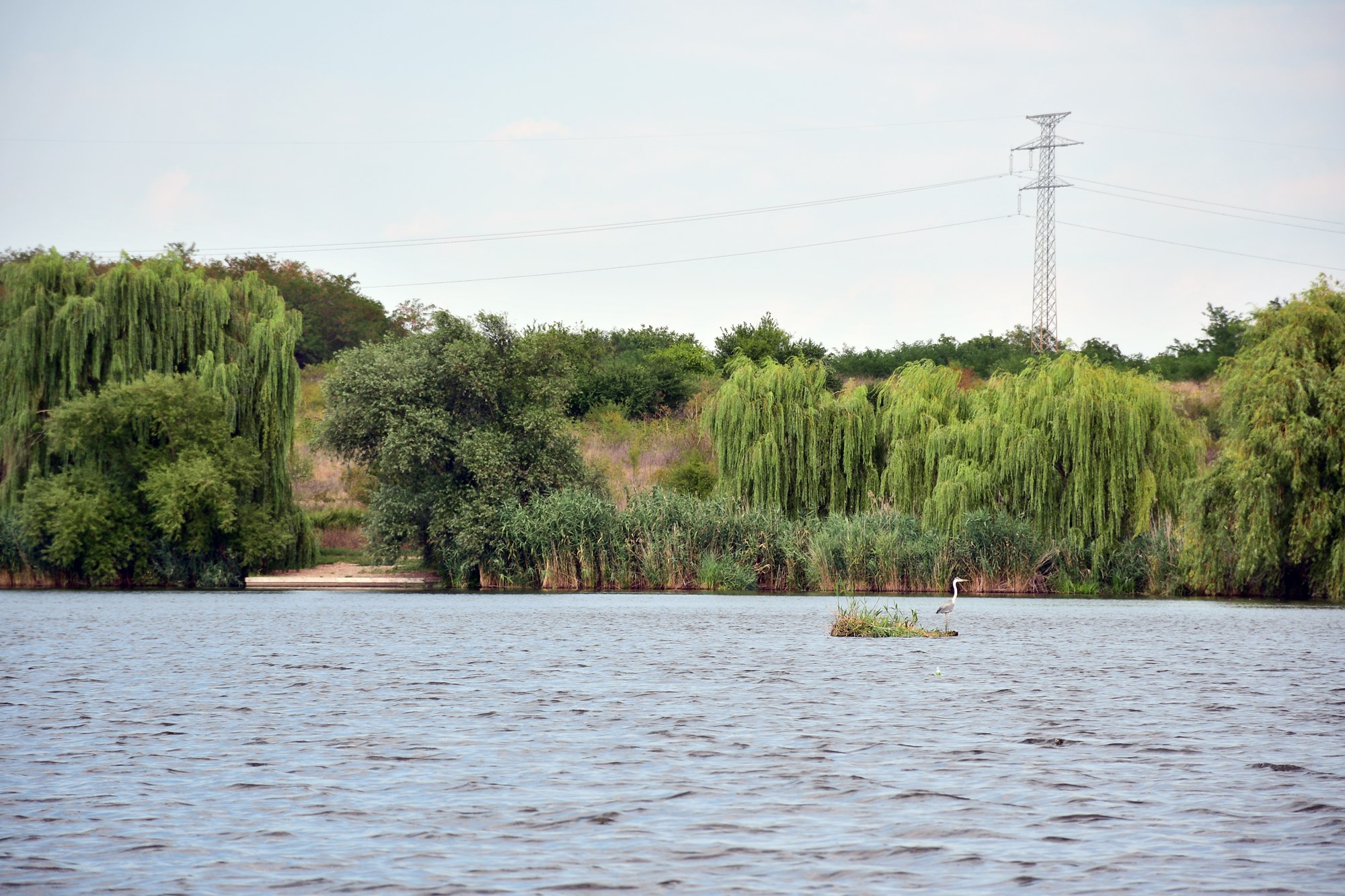 Tancabesti 5 august 2022 - DSC7799.jpg